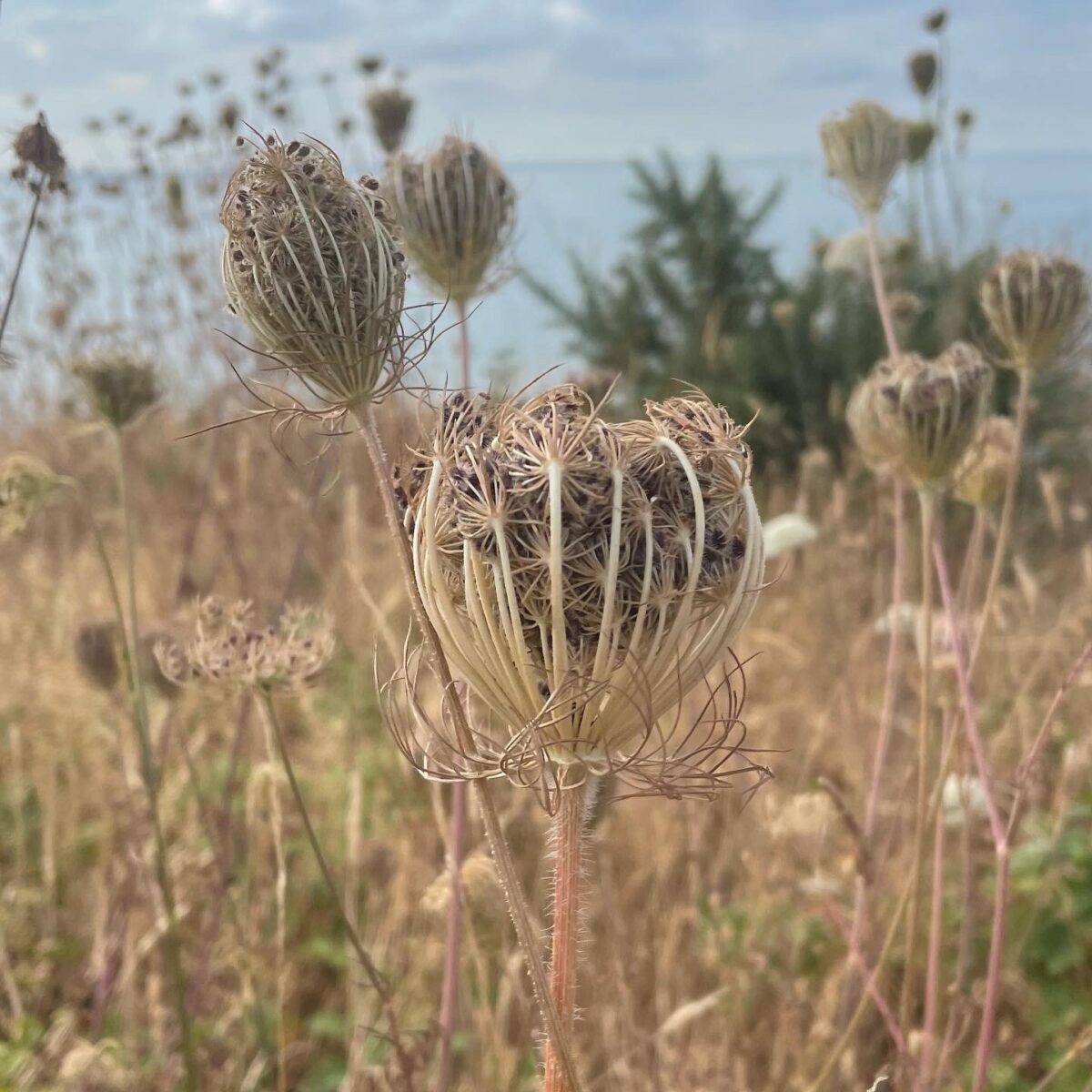 'Footprints in the Sand' & 'Wild Carrot' at 
Hengistbury Head Dorset